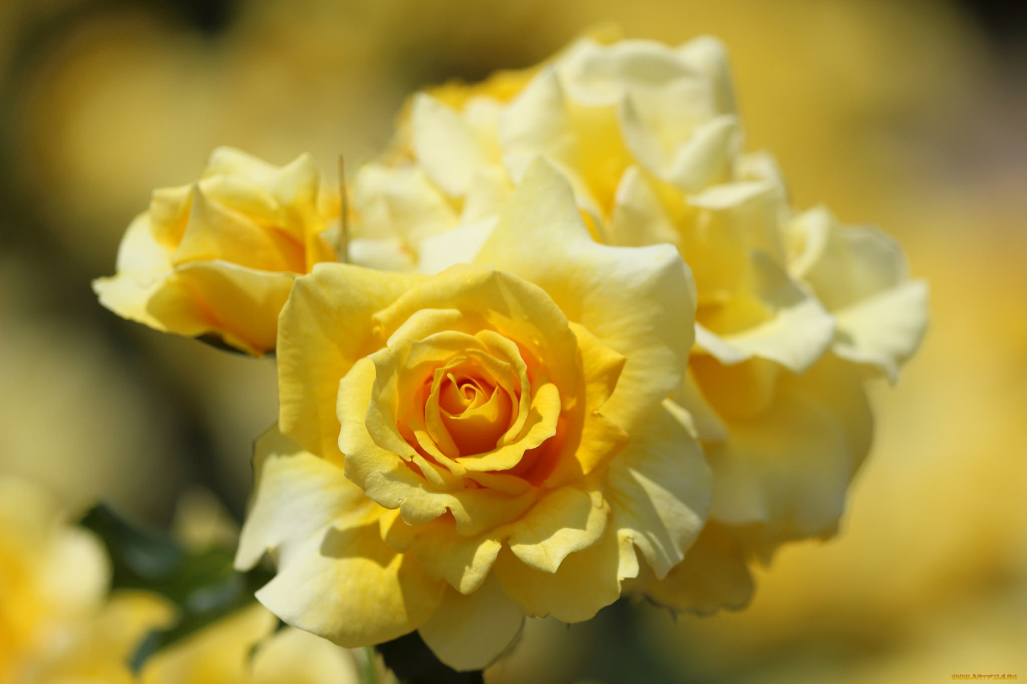Желтоватые или розовые лепестки. Желтые розы. Нежно желтые розы.